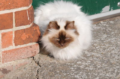 Portrait of cat on wall