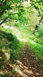 Footpath passing through forest