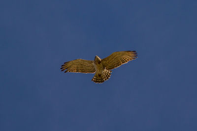 Low angle view of eagle flying against clear blue sky