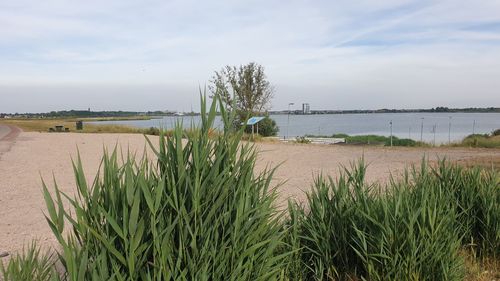 No people, relaxing, admiring panorama view bergse plaat in bergen op zoom