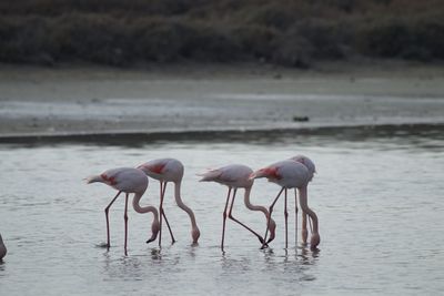 animal wildlife