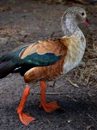 Close-up of bird perching on ground