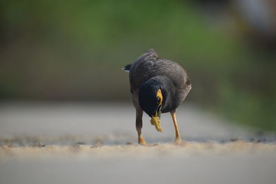 Close-up of bird perching on rock