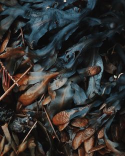 Full frame shot of dry leaves on land