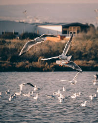 Seagulls flying over the sea