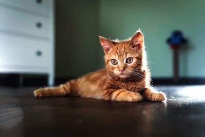 Portrait of ginger kitten on floor at home