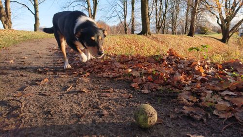 Dog standing on field