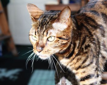 Close-up of tabby cat