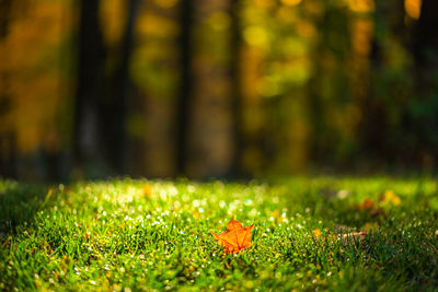 Close-up of yellow autumnal maple leaf on green lawn field in front of blurry forest under sunlight