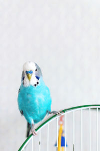 Close-up of parrot perching on metal railing