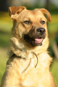 Close-up of a dog looking away