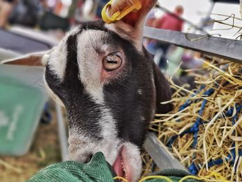 Close-up of goat