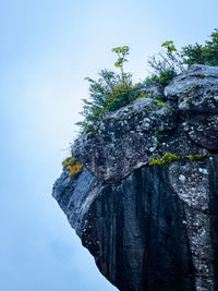 Low angle view of tree against clear sky