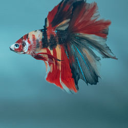 Close-up of fish swimming in sea