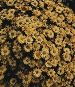 Full frame shot of yellow flowering plants