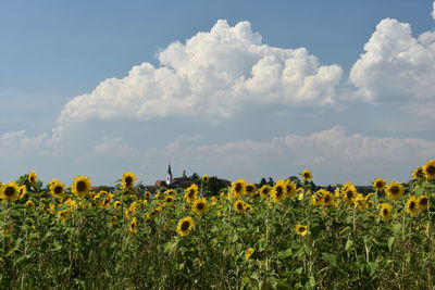 Yellow flowers growing in field against sky