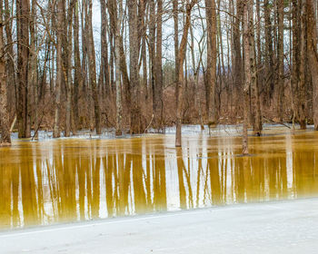 Scenic view of lake in forest