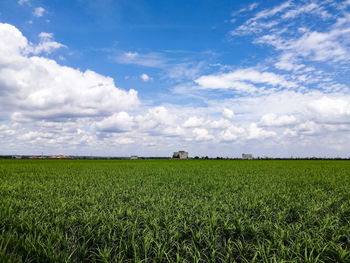 Scenic view of agricultural field against sky
