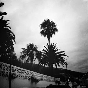 Low angle view of palm trees against sky