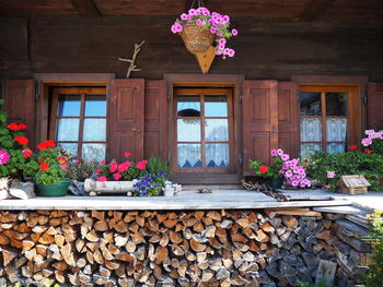 Potted plant by window of building