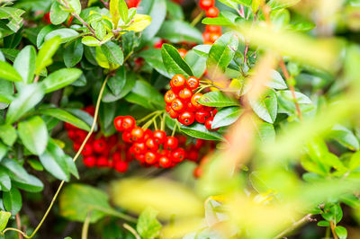 Close-up of cherries on tree