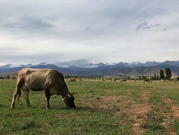 Cows grazing on field against sky