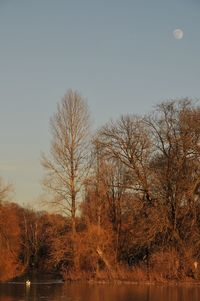 Bare trees on landscape against clear sky