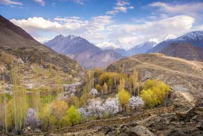 Colorful cherry blossoms blooming in spring on beautiful mountain background.