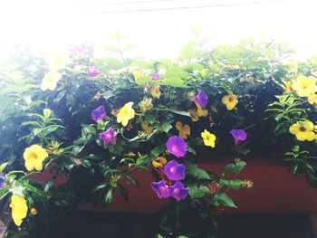 Full frame shot of flowers blooming outdoors