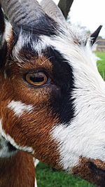 Close-up of animal eye