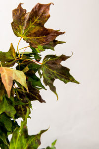 Low angle view of leaves