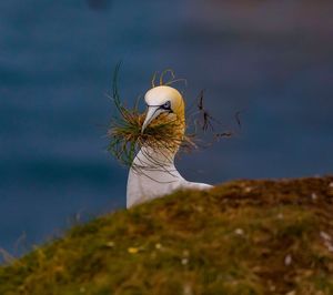 Bird carrying grass in beak against sea