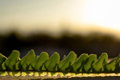 Close-up of green plant