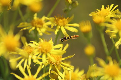 Close-up of bee pollinating on flower