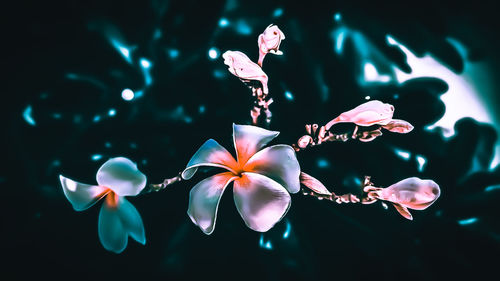 Close-up of pink flowers against blurred background