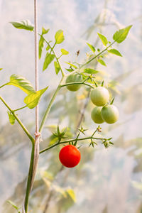 Close-up of red tomatoes