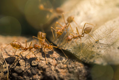 Close-up of ants on leaf