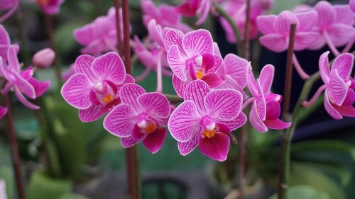 Close-up of pink flowers blooming outdoors