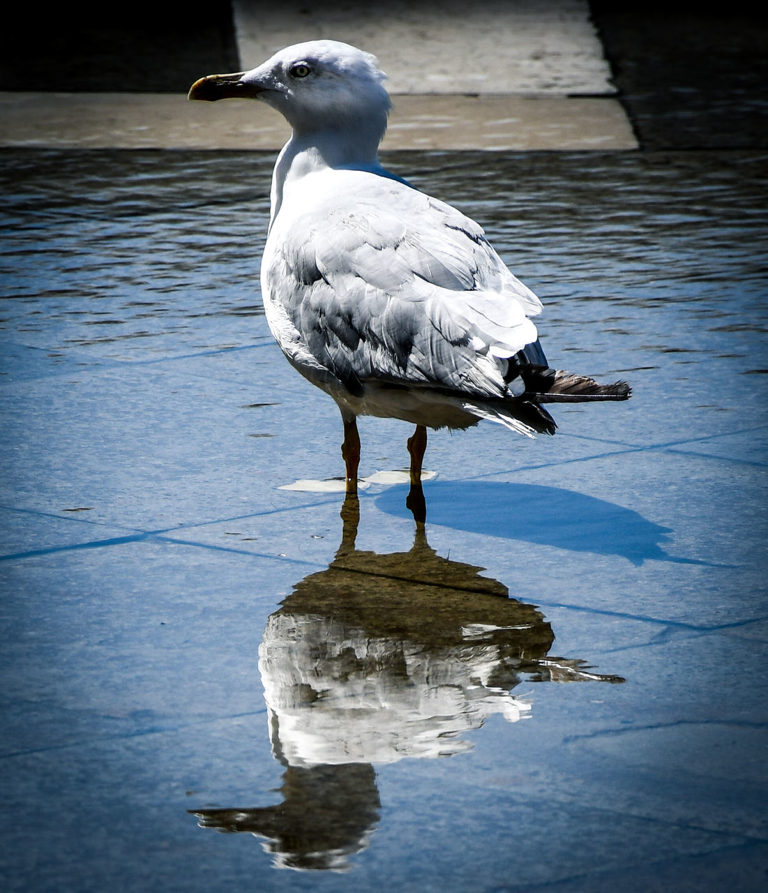 SEAGULL PERCHING ON THE LAKE