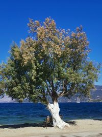 Tree by sea against clear blue sky