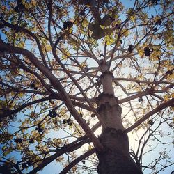 Low angle view of tree against sky