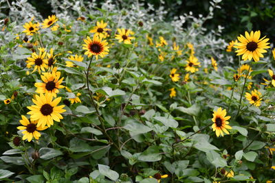 Close-up of yellow flowering plants on field