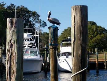 Seagulls perching on wooden post