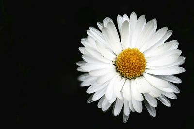 Close-up of white daisy against black background