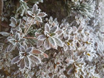 Close-up of frozen plant