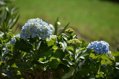 Close-up of hydrangea flowers