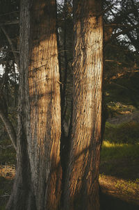 Tree trunk in forest