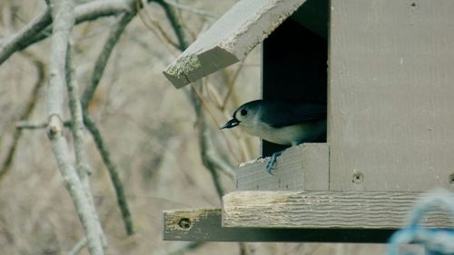 Female tufted titmouse in birdhouse