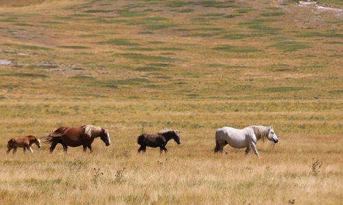 Horses on a field