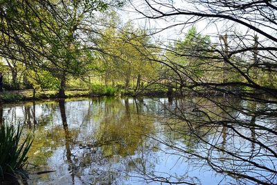 Scenic view of lake in forest